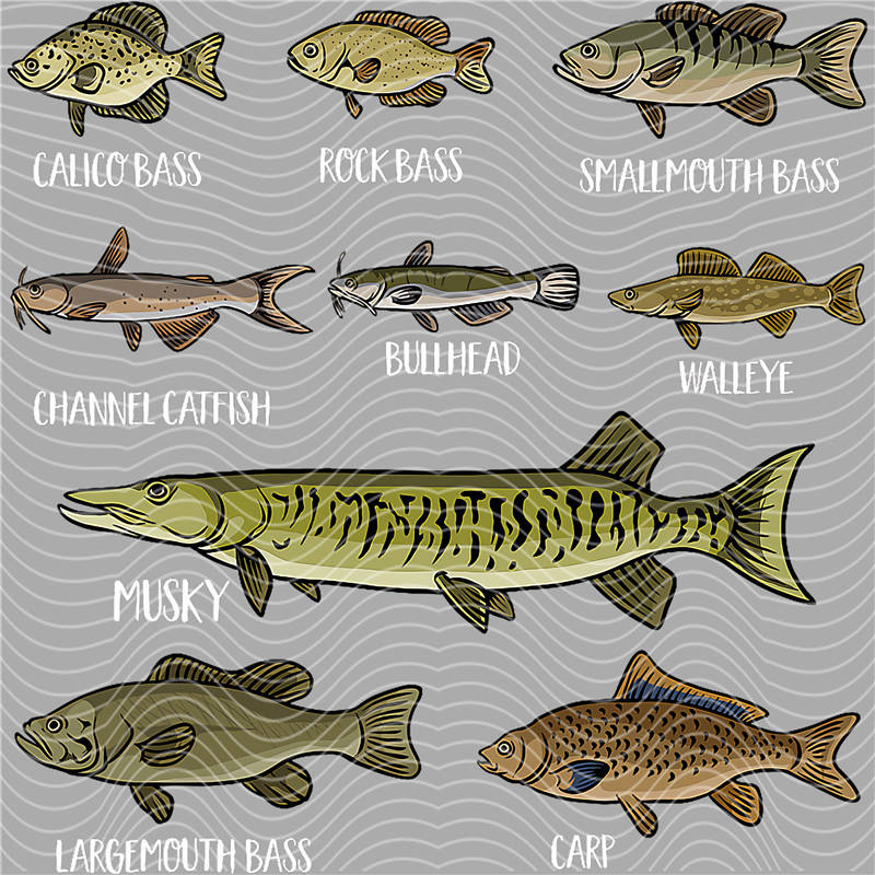 Fishing Series-DY 22